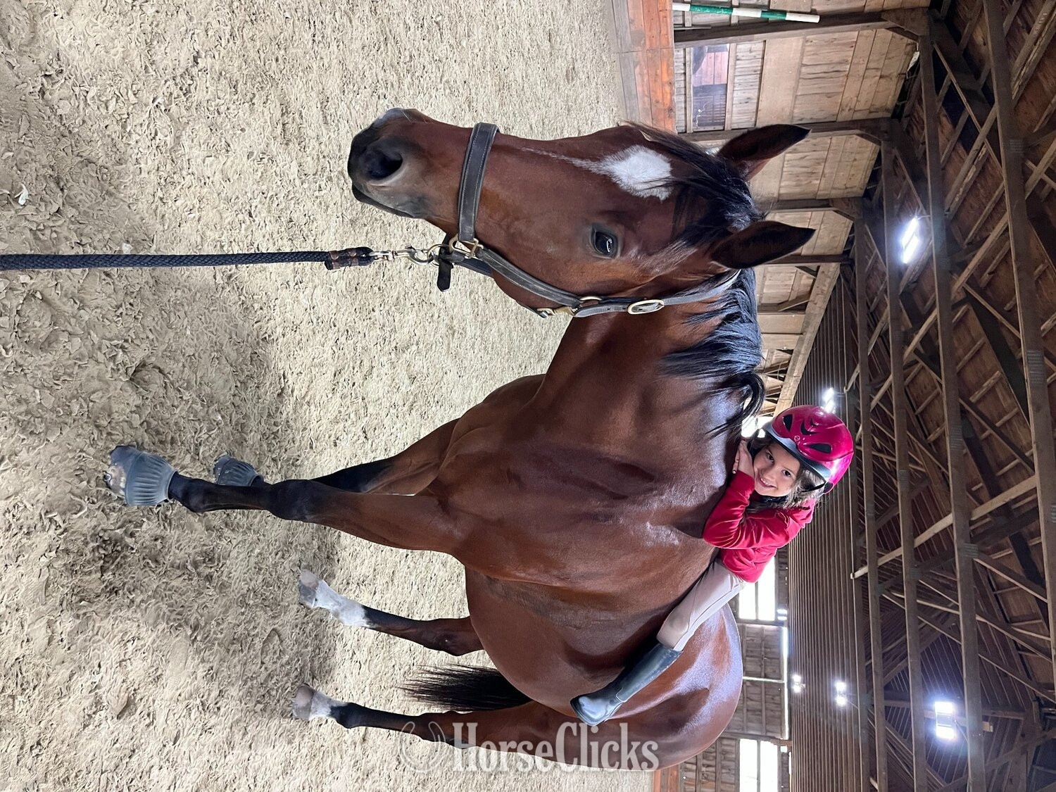 Thoroughbred - "Mr Sancho Higgins" Bay Gelding Thoroughbred