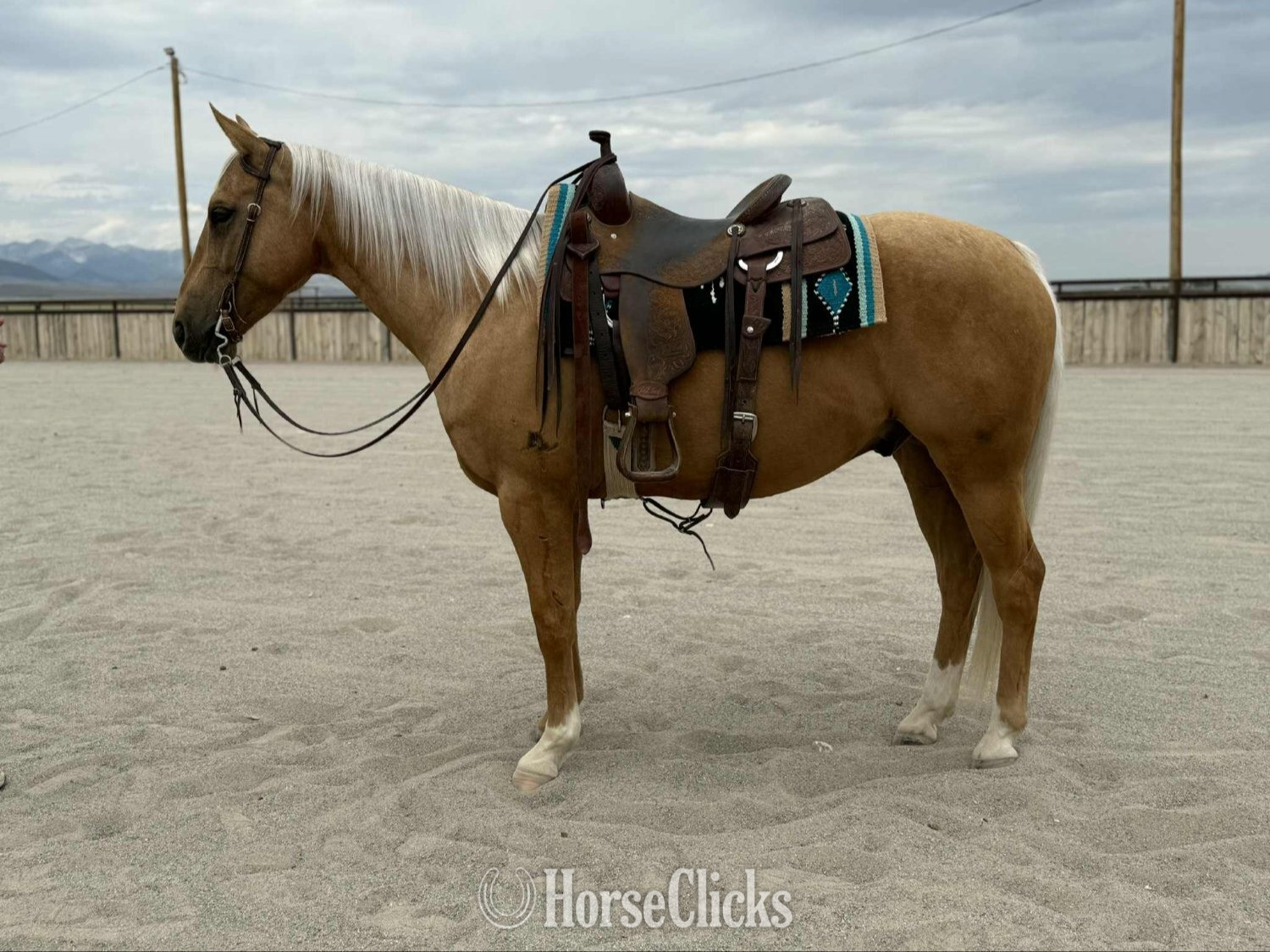 "YY Cash Boonanza " Palomino Gelding Quarter Horse in Montana
