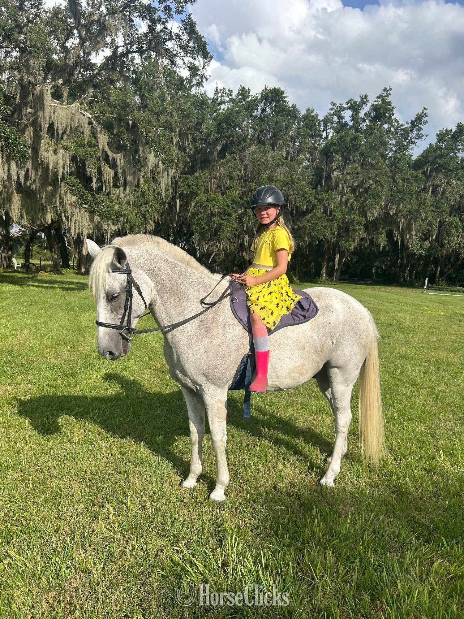 "Flash" Silver Dapple Gelding Paso Fino in Florida