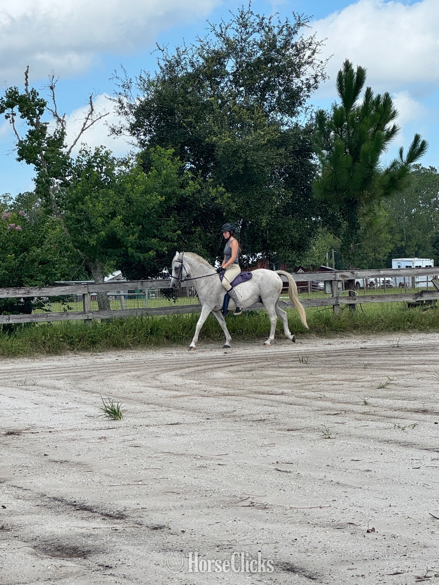 "Flash" Silver Dapple Gelding Paso Fino