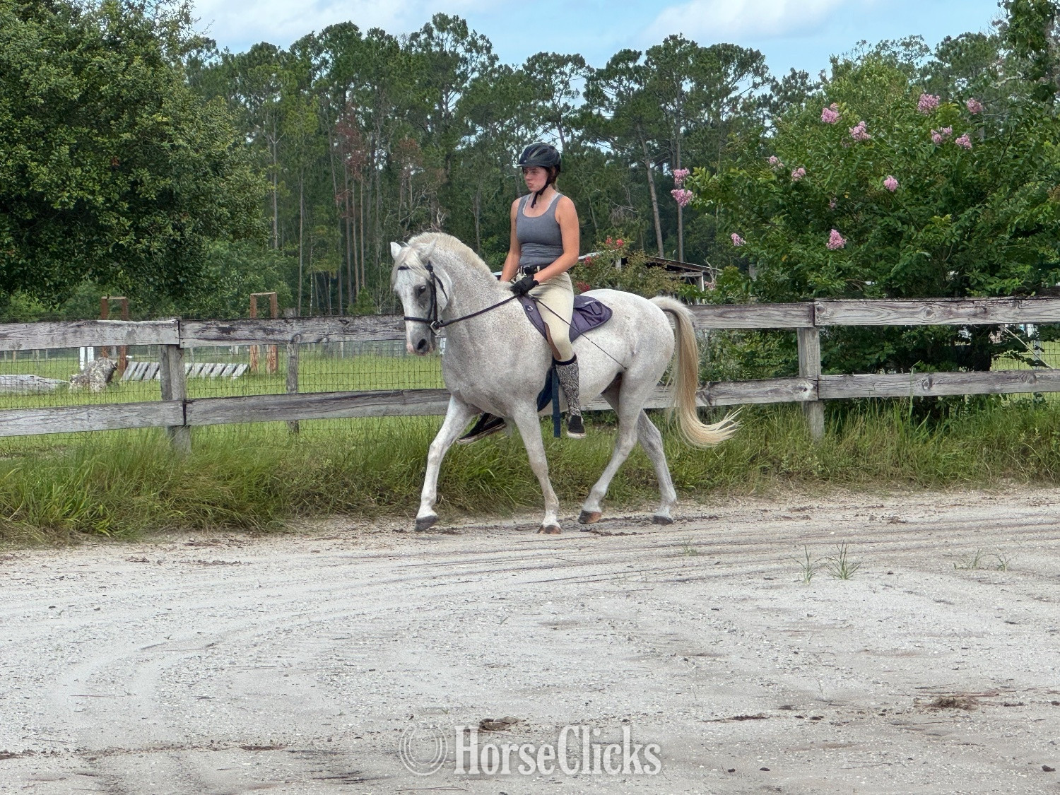 Florida "Flash" Silver Dapple Gelding Paso Fino
