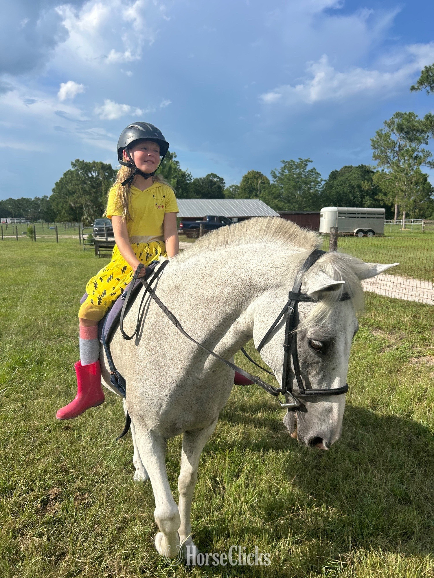 "Flash" Silver Dapple Gelding Paso Fino - Paso Fino in Florida