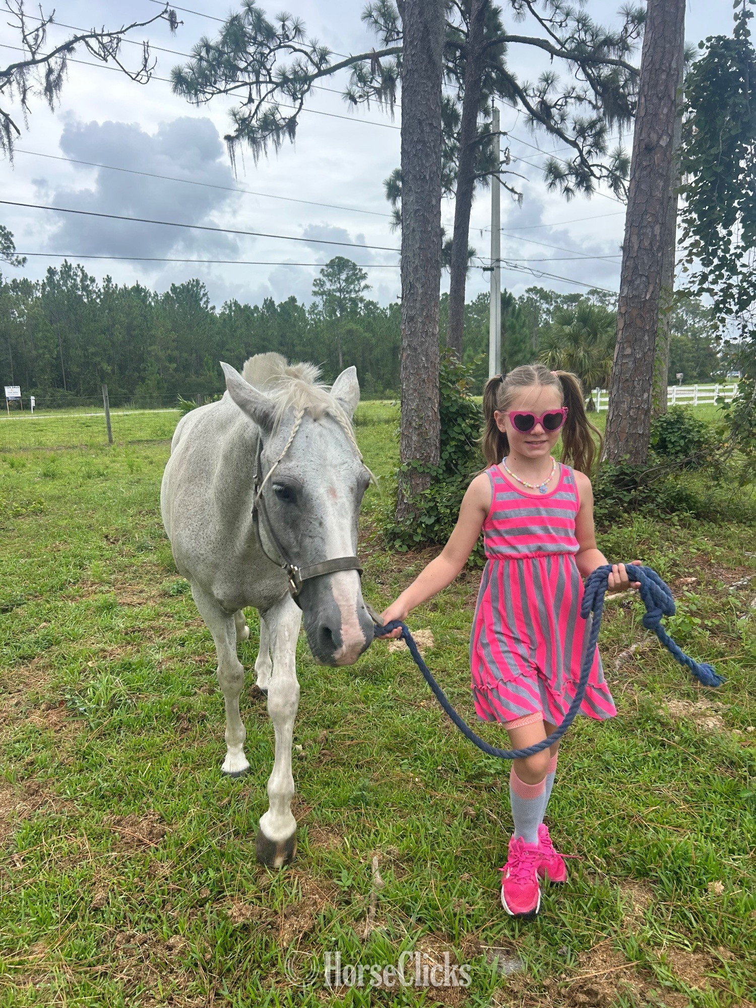 "Flash" Silver Dapple Gelding Paso Fino - Paso Fino