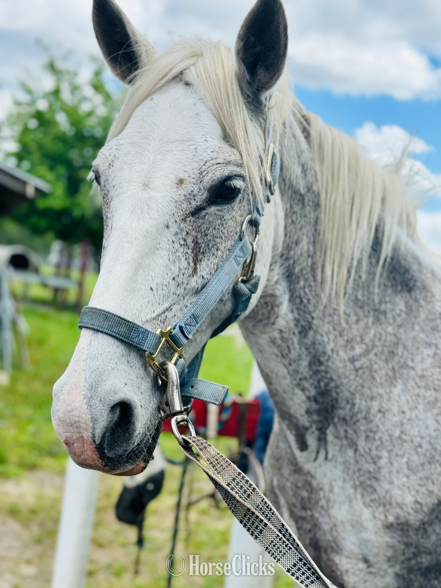 "Flash" Silver Dapple Gelding Paso Fino Florida