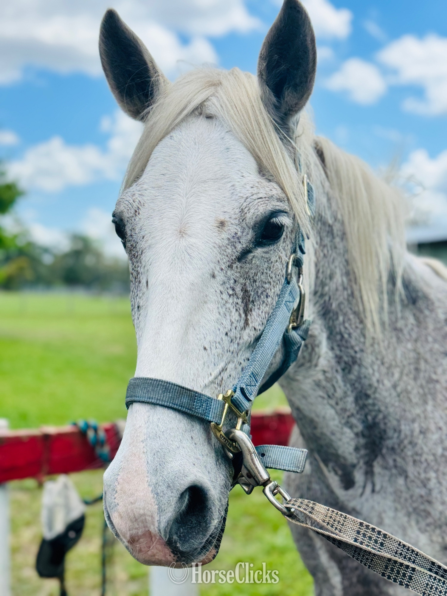 Paso Fino - "Flash" Silver Dapple Gelding Paso Fino in Florida