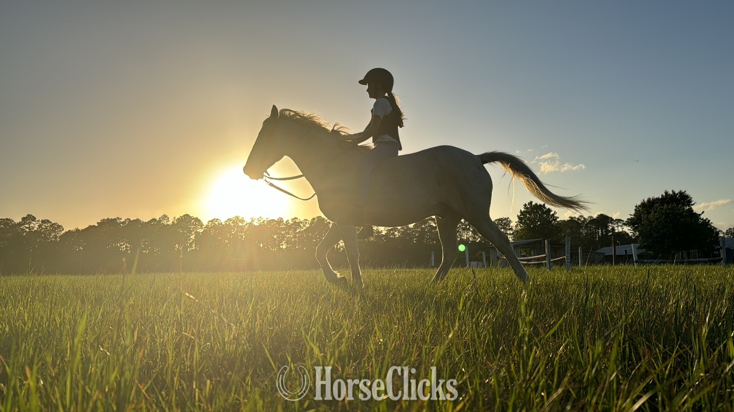 Paso Fino - "Flash" Silver Dapple Gelding Paso Fino