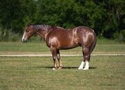 "Rankish " Sorrel Gelding Quarter Horse