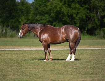 "Rankish " Sorrel Gelding Quarter Horse