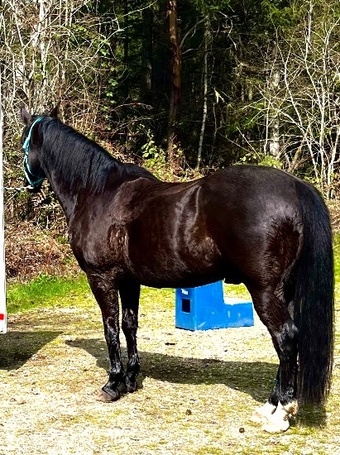 "Dixie’s Smokin Rebel (Elliott)" Black Gelding Arabian Cross