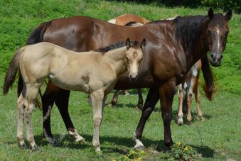 "3n1 package My Tails On Fire" Black Mare Quarter Horse