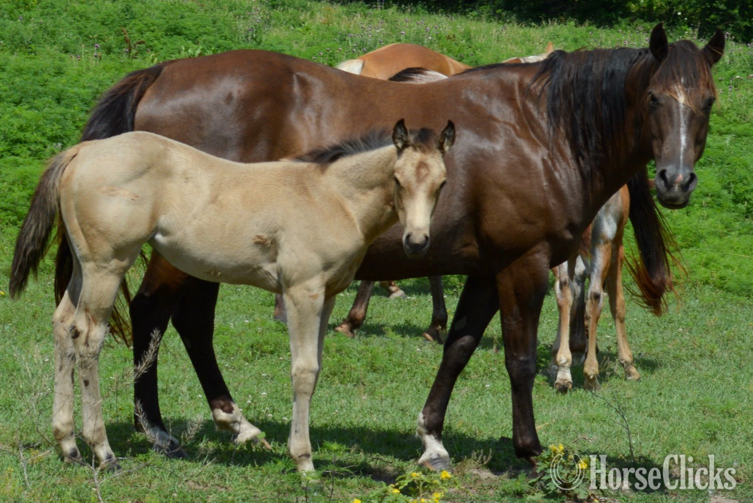 "3n1 package My Tails On Fire" Black Mare Quarter Horse in Missouri