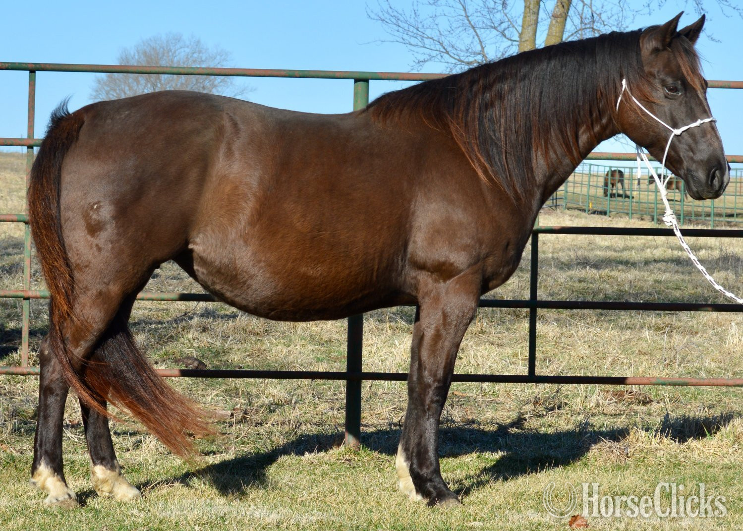 "3n1 package My Tails On Fire" Black Mare Quarter Horse