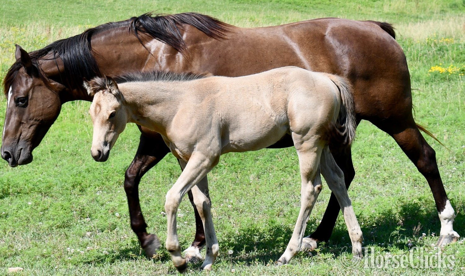 "3n1 package My Tails On Fire" Black Mare Quarter Horse