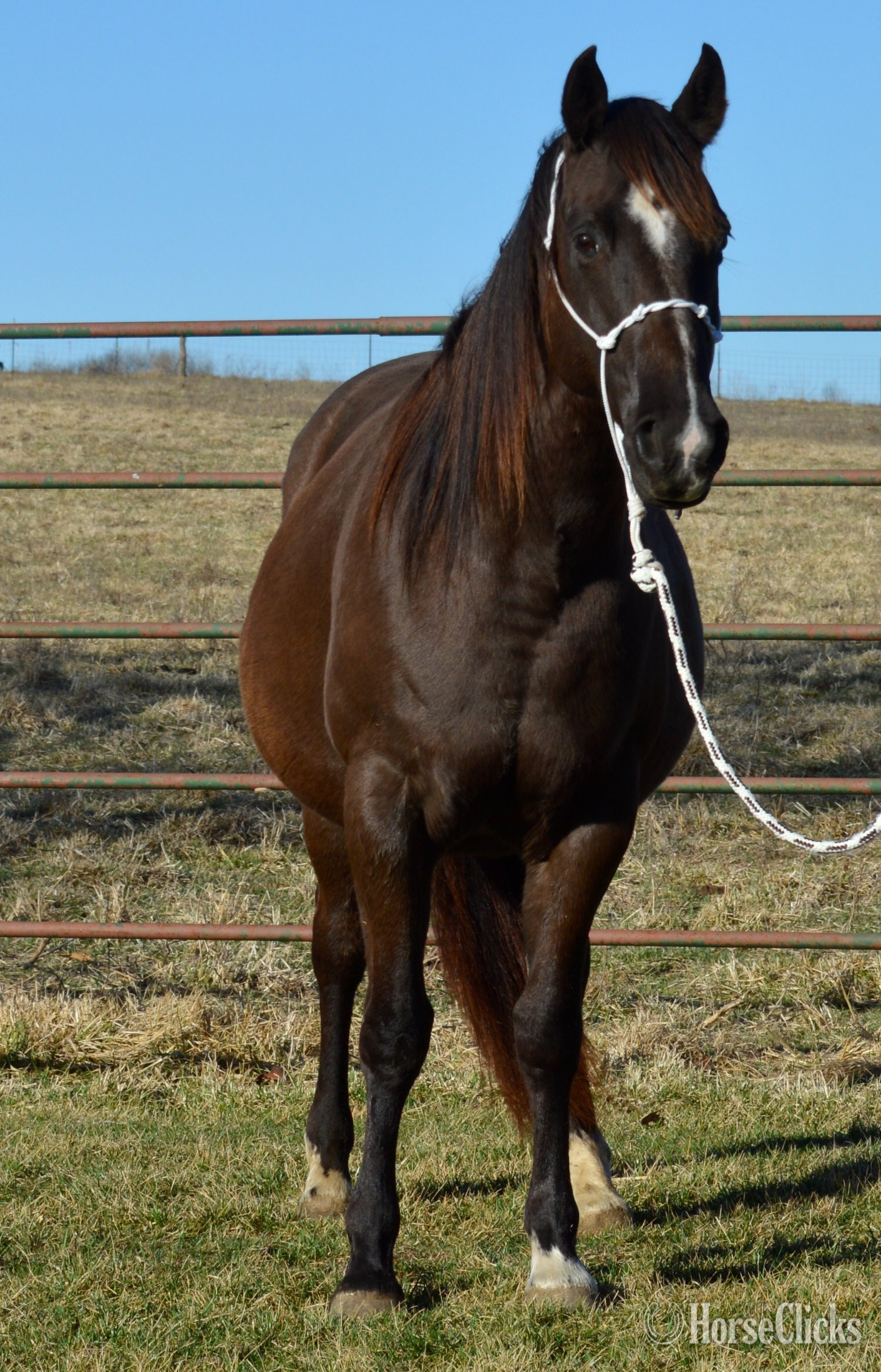 Missouri "3n1 package My Tails On Fire" Black Mare Quarter Horse