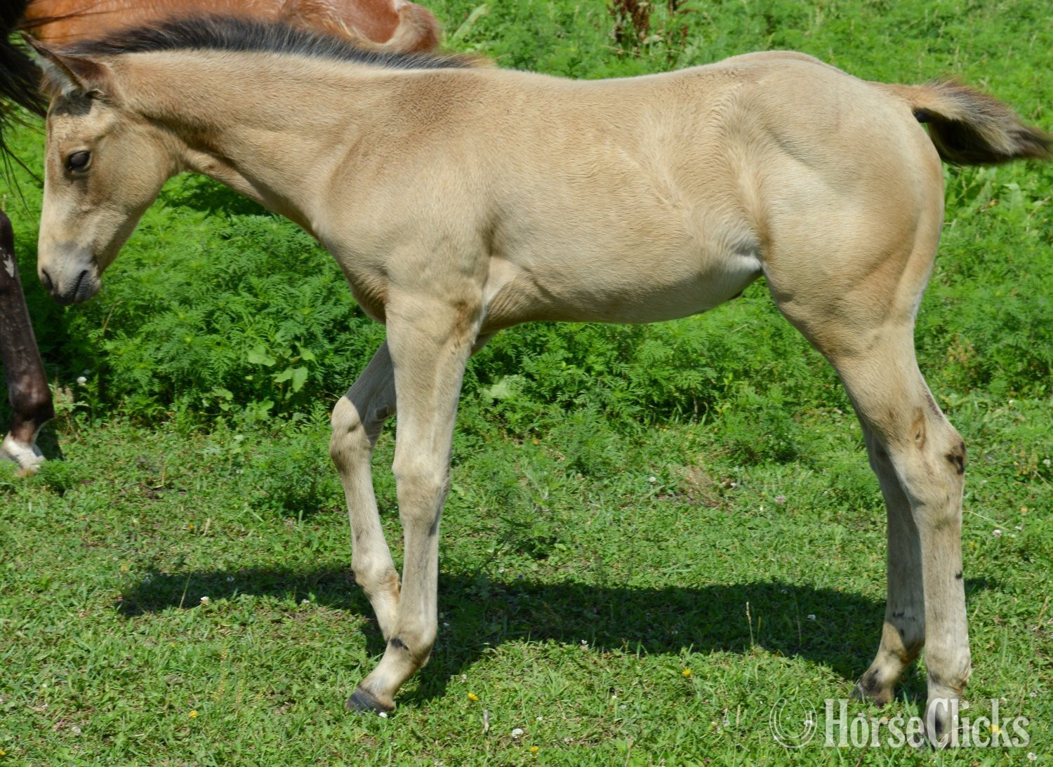 Missouri "3n1 package My Tails On Fire" Black Mare Quarter Horse