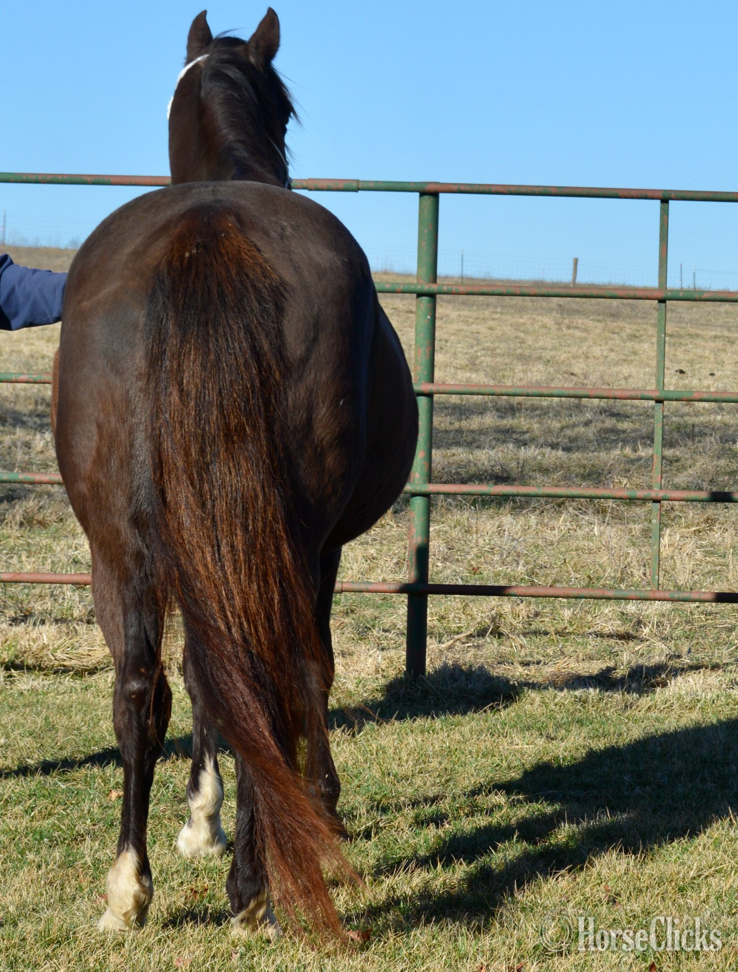 "3n1 package My Tails On Fire" Black Mare Quarter Horse - Quarter Horse in Missouri