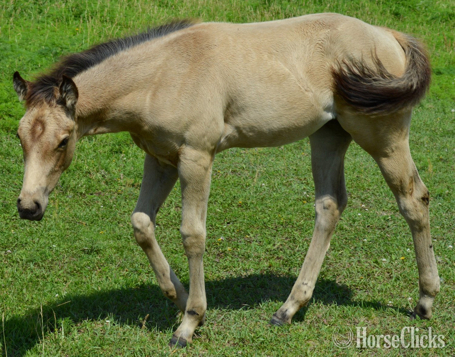 "3n1 package My Tails On Fire" Black Mare Quarter Horse - Quarter Horse in Missouri