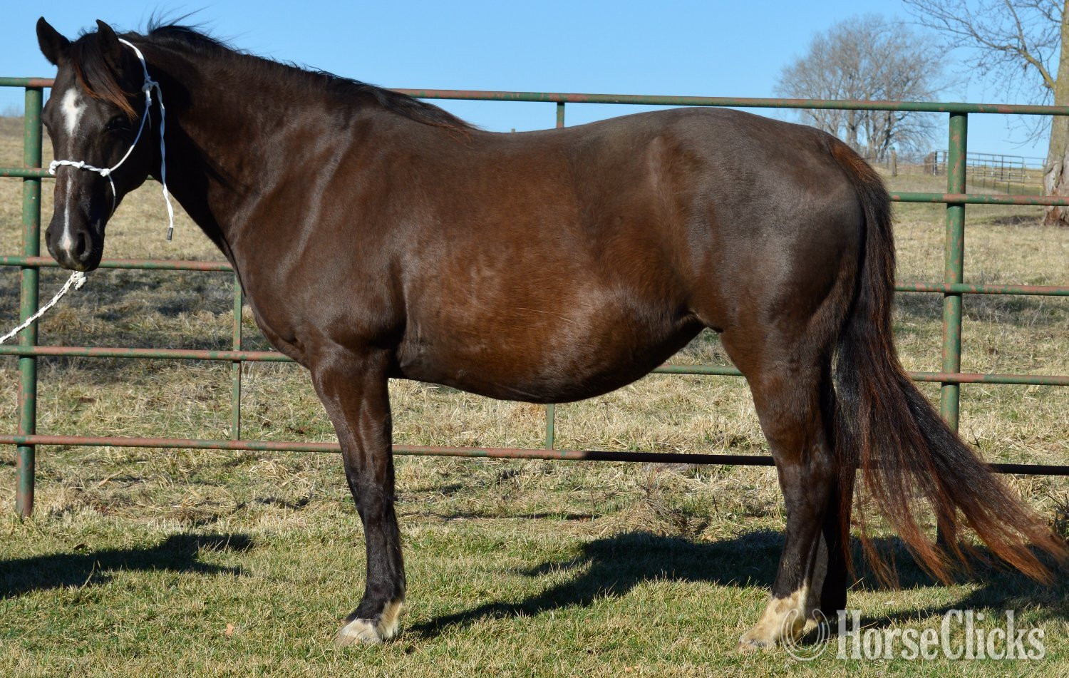 "3n1 package My Tails On Fire" Black Mare Quarter Horse - Quarter Horse