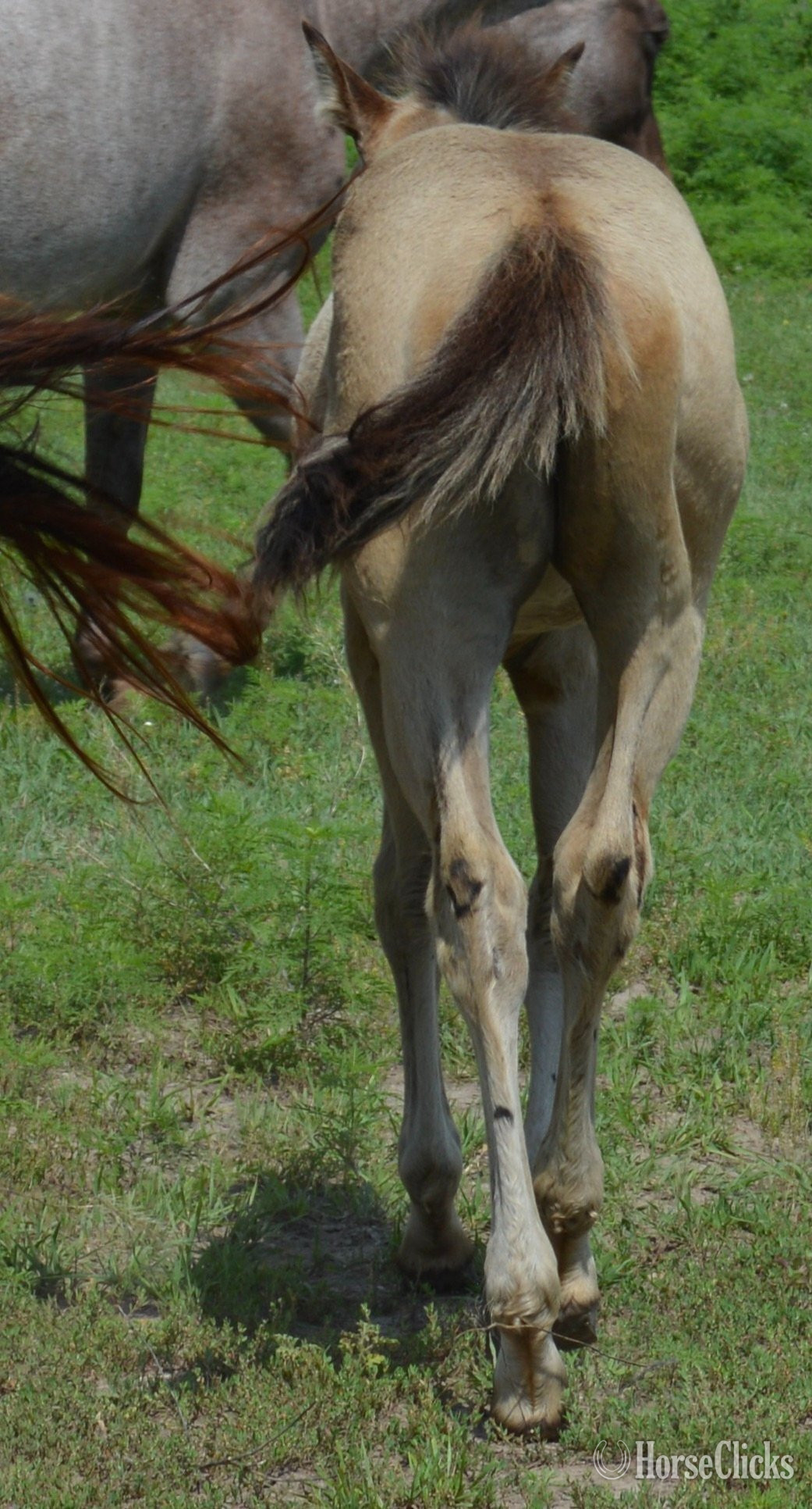 "3n1 package My Tails On Fire" Black Mare Quarter Horse Missouri