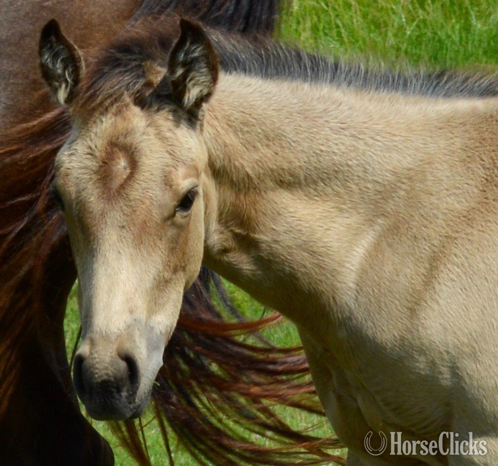 Quarter Horse - "3n1 package My Tails On Fire" Black Mare Quarter Horse in Missouri