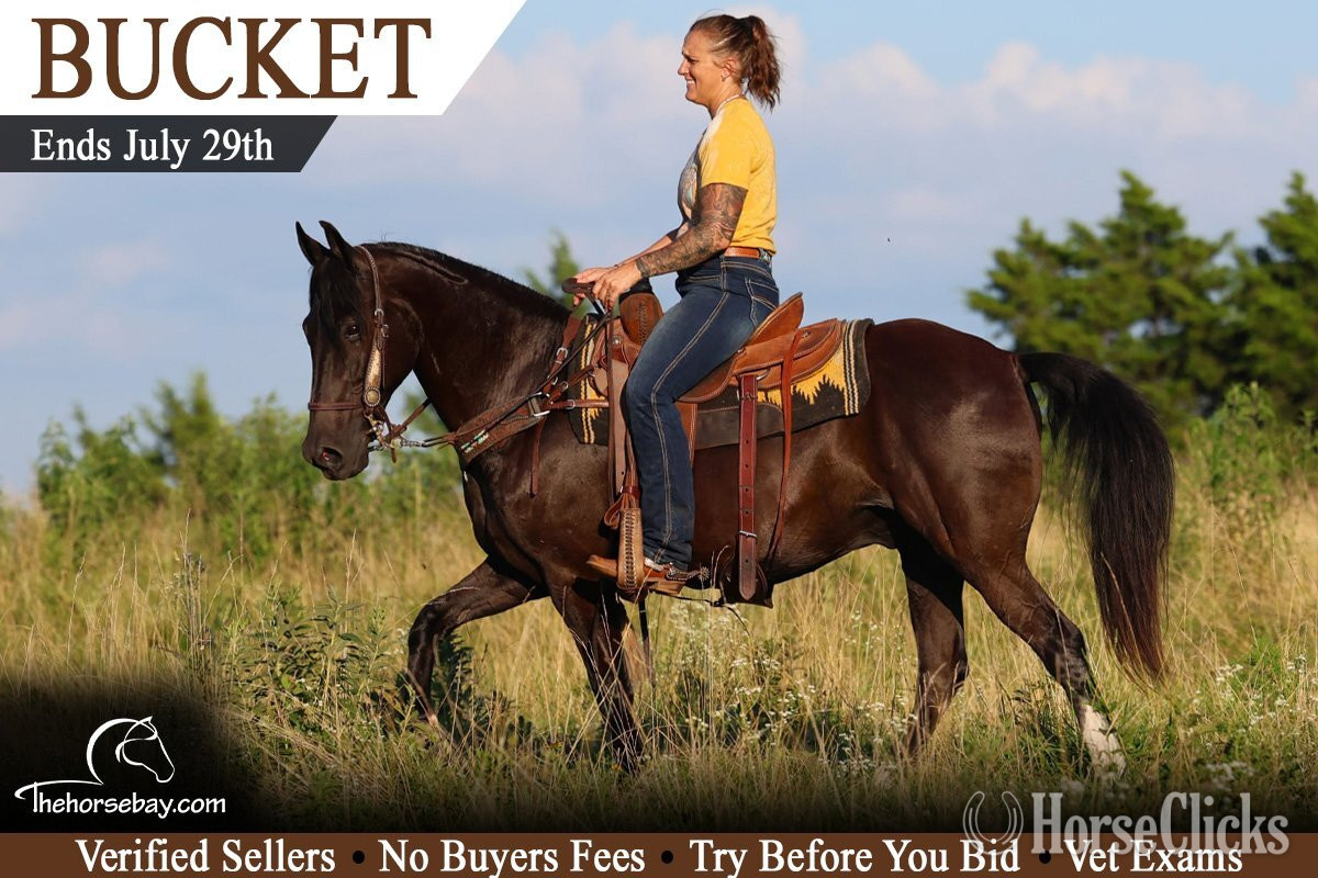 "Bucket" Black Gelding Rocky Mountain in Missouri