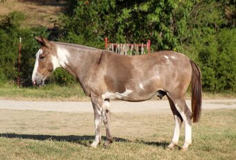 "AXEL" Piebald Gelding Mule