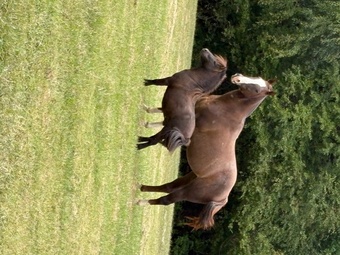 "Moose" Bay Stallion American Miniature