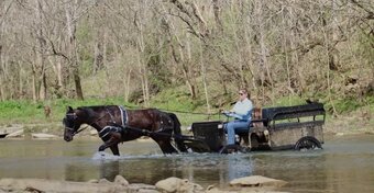 "Sam"  Gelding Percheron