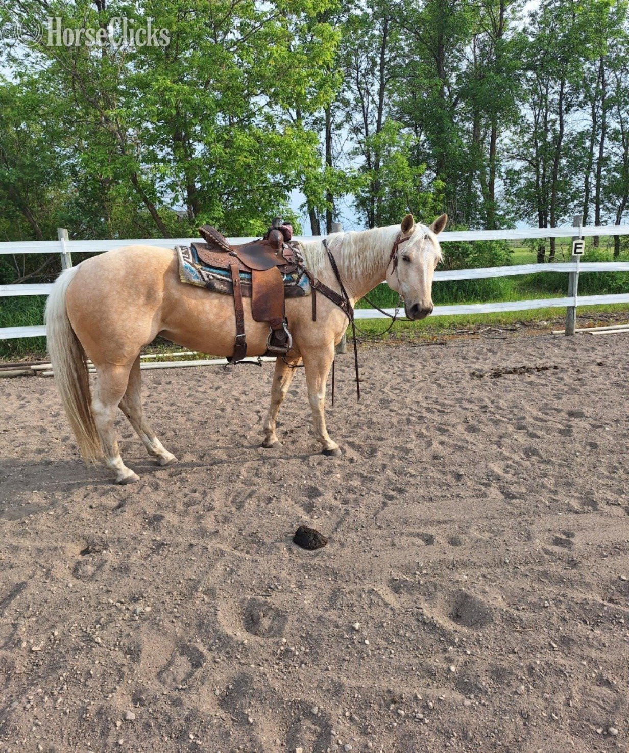 "BSR Smokin Sunshine " Palomino Mare Quarter Horse in Minnesota