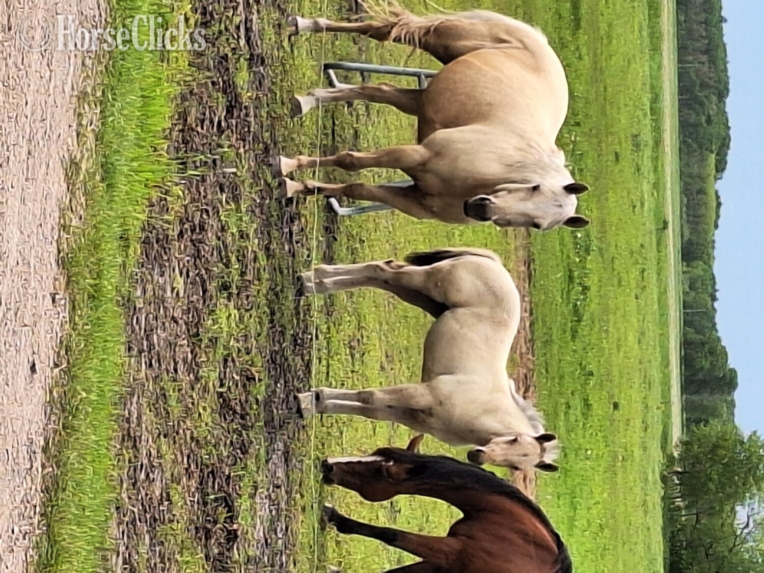 "BSR Smokin Sunshine " Palomino Mare Quarter Horse