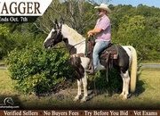 "Jagger" Tabiano Gelding Kentucky Mountain