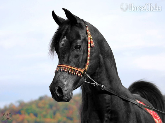 "Caravaggio" Black Stallion Arabian in Pennsylvania