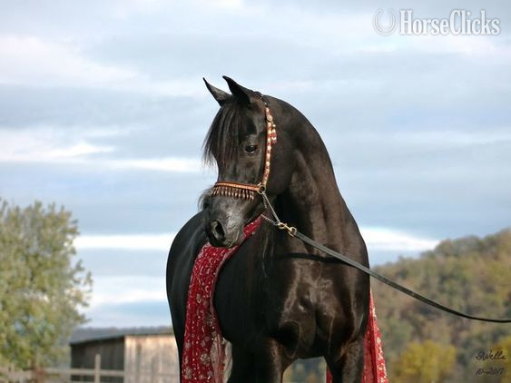 "Caravaggio" Black Stallion Arabian