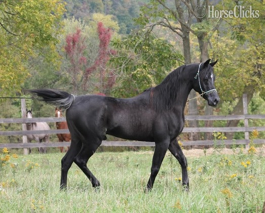 Pennsylvania "Caravaggio" Black Stallion Arabian