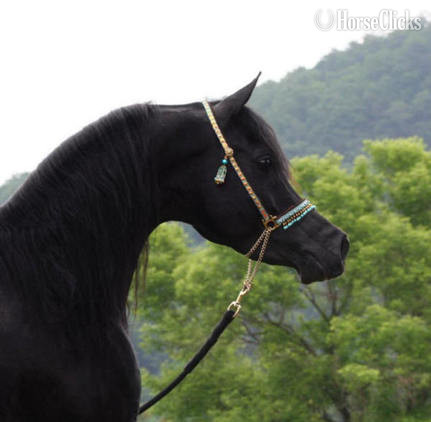"Caravaggio" Black Stallion Arabian - Arabian in Pennsylvania