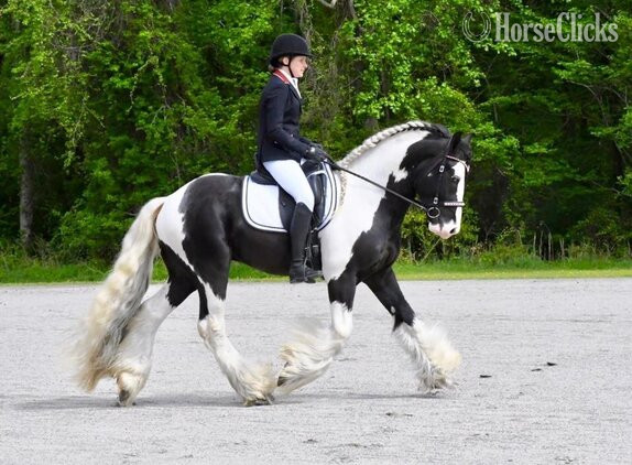 "Seneca"  Stallion Gypsy Vanner