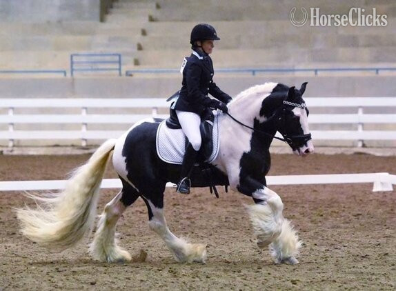 California "Seneca"  Stallion Gypsy Vanner