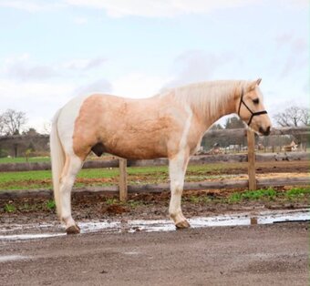 Palomino Horses for Sale | Horse Classifieds | HorseClicks