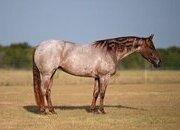 "Sandie " Red Roan Mare Quarter Horse