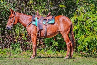 Ranch mules for sale hotsell