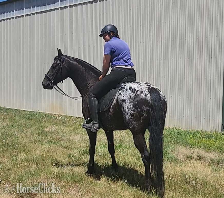 "Oskar" Black Gelding Friesian in Colorado
