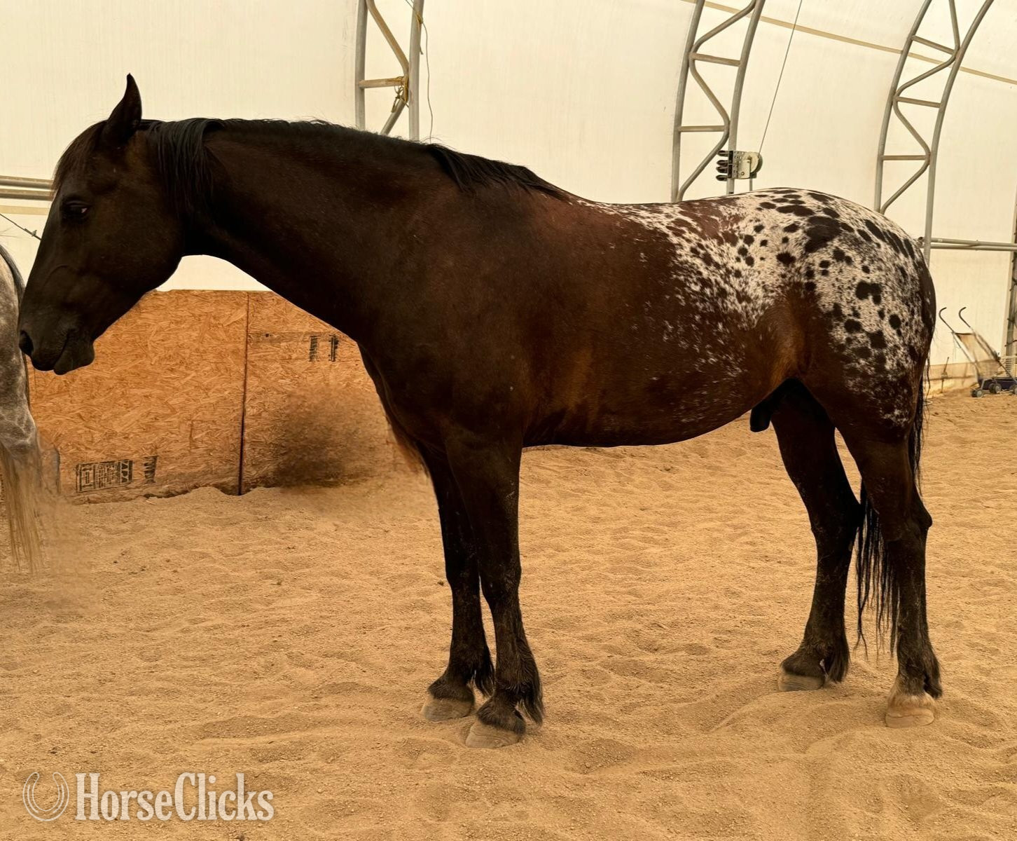 "Oskar" Black Gelding Friesian