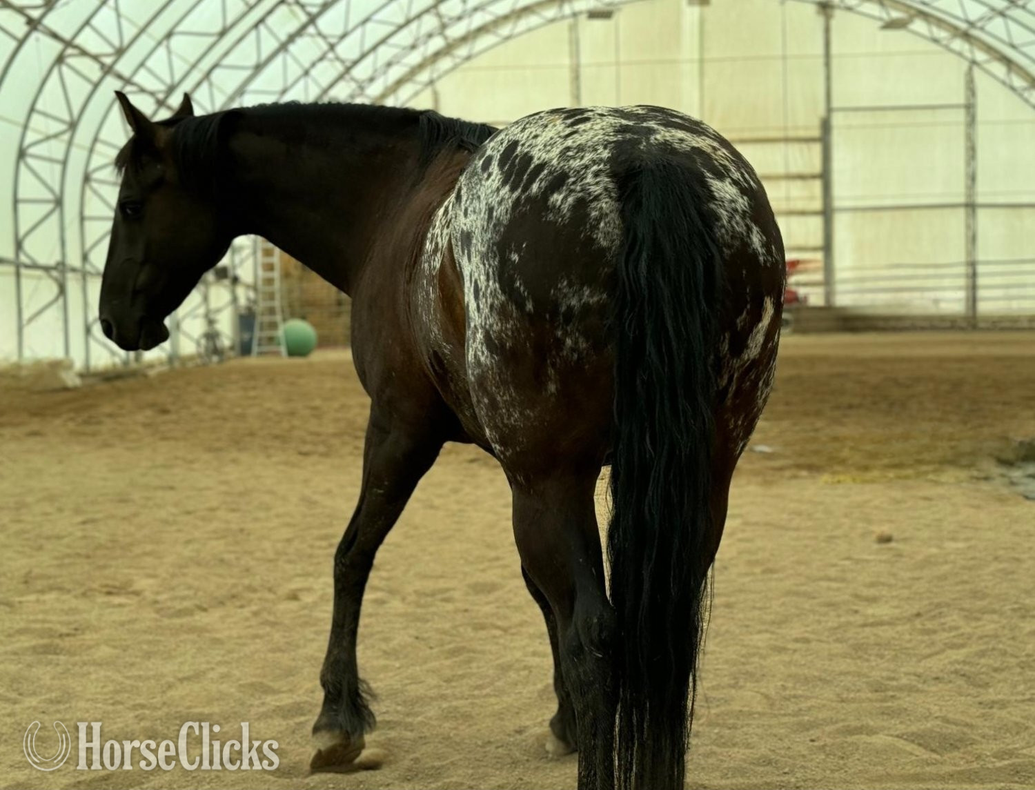 Colorado "Oskar" Black Gelding Friesian