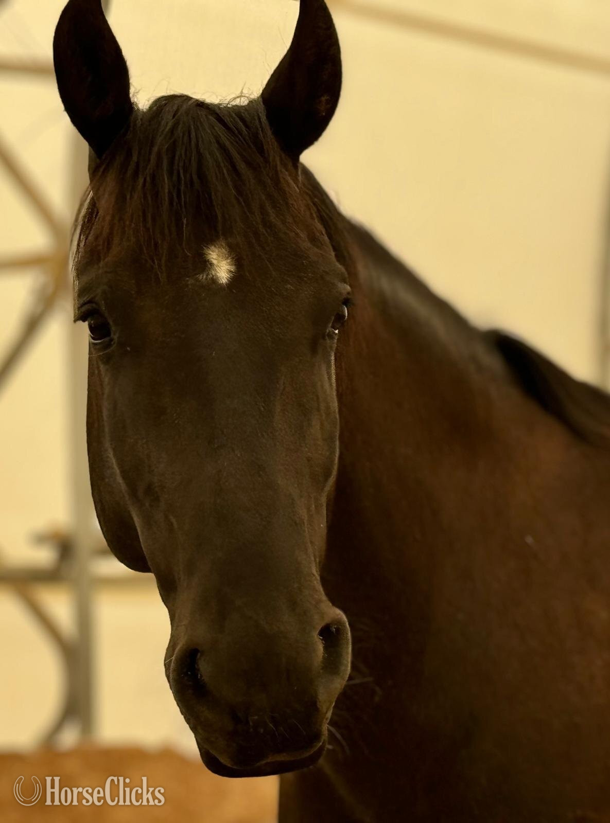 "Oskar" Black Gelding Friesian - Friesian in Colorado