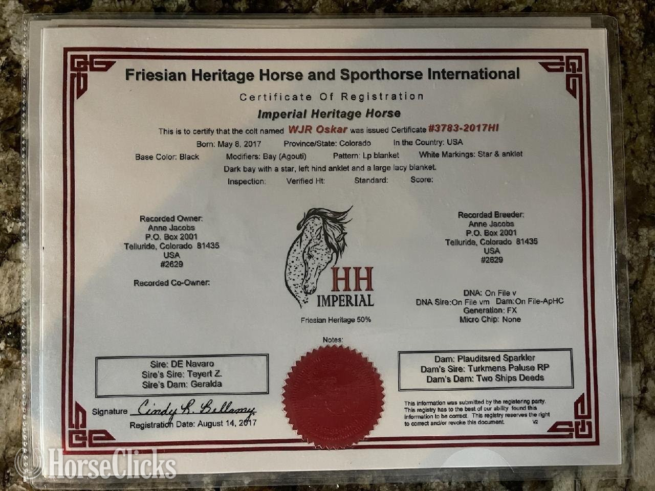 "Oskar" Black Gelding Friesian - Friesian