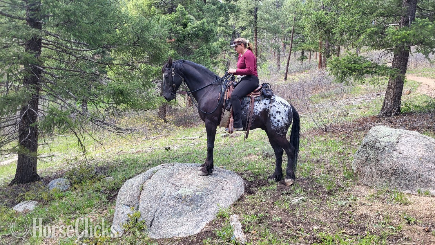 "Oskar" Black Gelding Friesian Colorado
