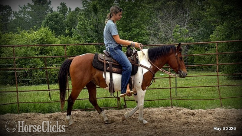 "Coca" Overo Mare Quarter Horse