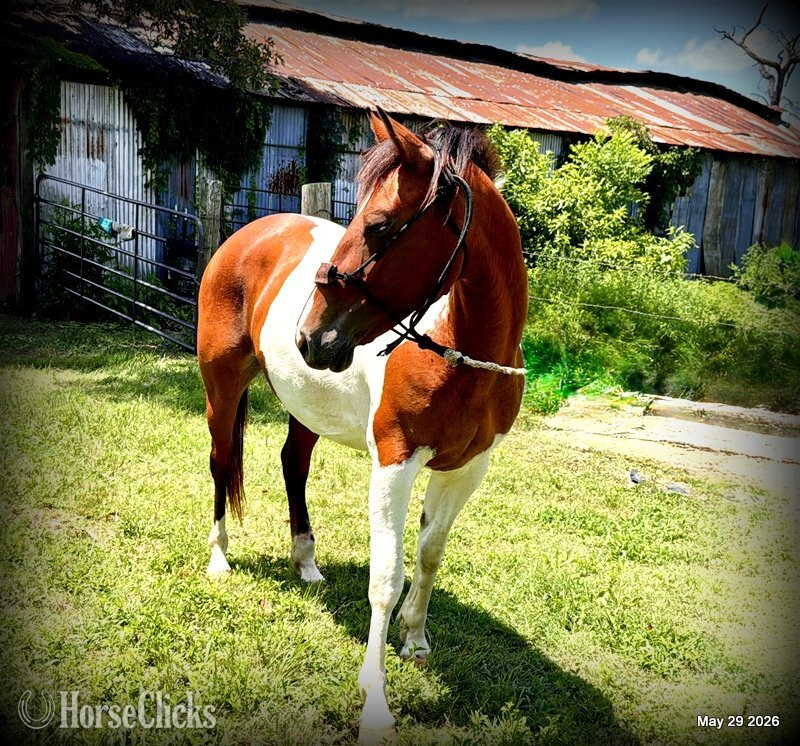 "Coca" Overo Mare Quarter Horse in Texas