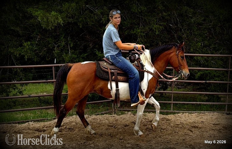 Texas "Coca" Overo Mare Quarter Horse