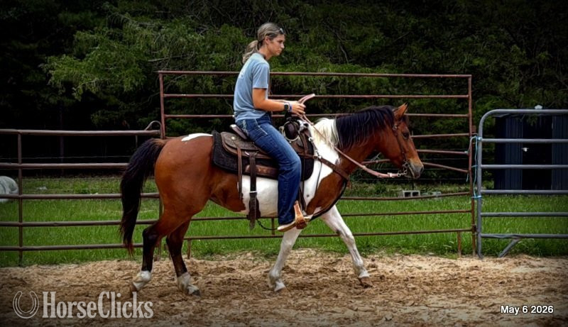 "Coca" Overo Mare Quarter Horse - Quarter Horse in Texas